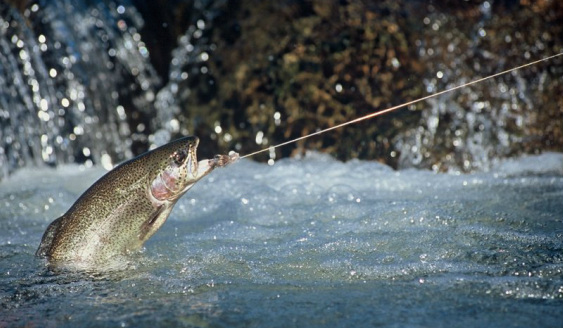 All Fly fishing. - Wild Water Fly Fishing Guide